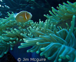 This Anemone and the pinks who live there are always good... by Jim Mcguire 